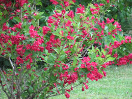 old-fashioned-weigela-embracing-timeless-beauty-in-your-garden. This is very important and creative of the people.